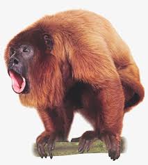 How to make a png file that keeps backgrounds transparent. Monkey Png Image With Transparent Background Howler Monkey No Background Png Image Transparent Png Free Download On Seekpng
