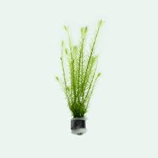 Image result for Mayaca