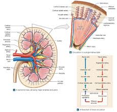 This artery branches into the segmental arteries then the interlobar arteries, arcuate that depends on which what kind of blood vessel you cut, and how much of it is damaged. Kidneys Diagram Quizlet
