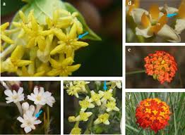 Image result for Gnidia kraussiana