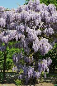 V = equip katana / fists. How To Grow Wisteria Garden Design