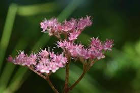 Image result for Searsia rogersii