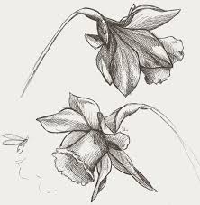 Comment Dessiner Des Jonquilles Dessin Jonquille Tatouage Fond D Ecran Dessin