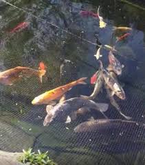 Any euthanizing drug can send the fish to sleep if too little is used. Graphic Image Warning Rspca Launch Appeal After Dead Fish Dumped In Popley Basingstoke Gazette