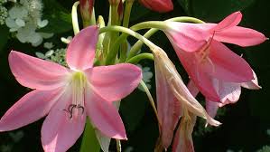 Image result for Crinum harmsii