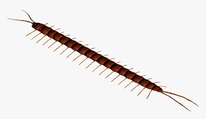 Due to the geographic distribution of this species it is known as the amazonian giant centipede. Amazonian Giant Centipede Millipedes Hd Png Download Transparent Png Image Pngitem