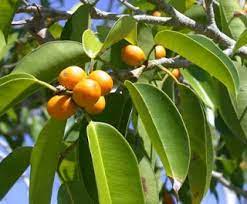Bibit tanaman unggul kualitas terbaik yang berhasil kami budidayakan terdiri dari berbagai varietas lokal, impor bahkan hingga buah langka dan unik. Jual Bibit Tanaman Buah Langka Khas Indonesia Tanaman Hias