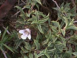 Image result for Lepidagathis