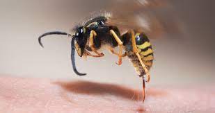 Bienen Wespenstiche Erkennen Tipps Hilfe Kanyo