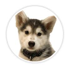Discover how much to feed your pet. My Perfect Pet Lightly Cooked Petfood