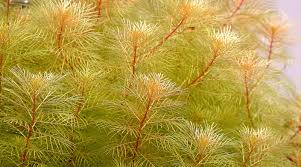 Image result for Hydrostachys myriophylla
