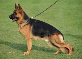 White german shepherd originates from the german and later on it was extensively bred in the united states. Located In Bangor Maine Lebenshunger German Shepherds Is A Licensed German Shepherd Breeder In 2021 German Shepherd Dogs Big German Shepherd German Shepherd Puppies