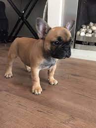 We did not find results for: French Bulldog For Sale In Howard Avenue Ms 6 Petzlover