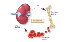 Tekanan darah tinggi yang tidak terkontrol dapat menyebabkan banyak komplikasi, mulai dari stroke hingga serangan jantung yang dapat mengancam nyawa. Anemia Buah Pinggang