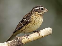 Michigan Bird With Black And White Striped Head Pin On Birds That Visit My Feeders