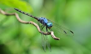 Image result for Tridactyle gentilii