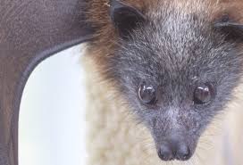 There are many scenarios where bats tried and succeed to fee. Flying Fox Backyard Buddies
