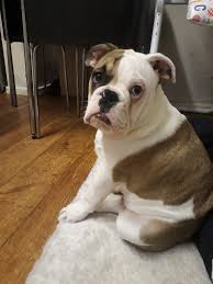 When most people think of bulldogs, the old english bulldog is probably what comes to mind. This Is My 20 Week Old Boy Busby Is He An Olde English Bulldogge Can Anybody Shed Some Light Please Thought I Was Buying An English Bulldog He S The Best So I M