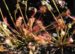 Image result for Drosera