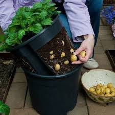 Landhaus Blog Kartoffeln Im Eimer Pflanzen Eine Idee Fur Balkon Oder Garten In 2020 Pflanzen Erhohte Beete Bio Gemuse