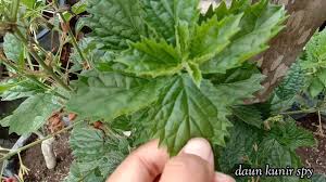 Minum seperti minum air putih biasa. 6 Manfaat Daun Keji Beling Ciri Ciri Dan Menanamnya Youtube