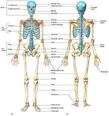 We did not find results for: Pengertian Tulang Manusia Sistem Fungsi Rangka Jumlah Gambar