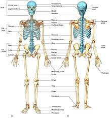 Maybe you would like to learn more about one of these? Pengertian Tulang Manusia Sistem Fungsi Rangka Jumlah Gambar