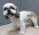 Shih Tzu Short Face Cut