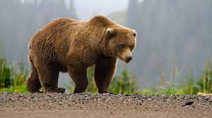 Bears are carnivoran mammals of the family ursidae.they are classified as caniforms, or doglike carnivorans.although only eight species of bears are extant, they are widespread, appearing in a wide variety of habitats throughout the northern hemisphere and partially in the southern hemisphere. When Bears Prepare For Winter U S National Park Service
