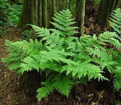 Bladder Fern Prefer Full To Part Shade So If You Ve Been Looking For The Perfect Plant To Dress Up Darker Areas In Your Gard Plants Native Garden Shade Plants