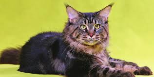 Browse our used compact, industrial, material handling equipment, and. The Maine Coon The Gentle Giant Of The Cat World Animal Scene Magazine
