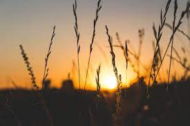 Over 609,810 sunset background pictures to choose from, with no signup needed. 100 000 Best Sunset Background Photos 100 Free Download Pexels Stock Photos