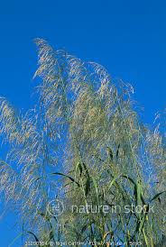 Image result for Panicum maximum