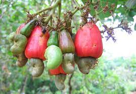 These trees usually take about 36 months to bear fruit. Anacardiaceae Wikipedia
