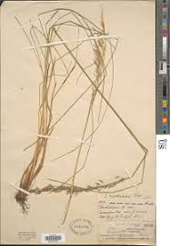 Image result for Danthoniopsis pruinosa