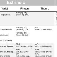 The muscles of the lower back help stabilize, rotate, flex, and extend the spinal column, which is a bony tower of 24 vertebrae that gives the body structure and houses the spinal cord.the spinal. Extrinsic And Intrinsic Muscles Listed By Innervation Download Table