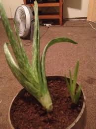 Maybe you would like to learn more about one of these? Aloe Doesn T Produce Offsets