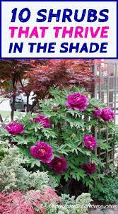 Shade Loving Shrubs The Best Bushes To Plant Under Trees Gardening From House To Home Shade Loving Shrubs Shade Garden Plants Plants Under Trees