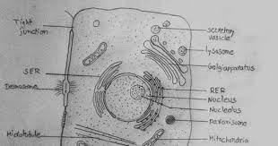 We did not find results for: Draw It Neat How To Draw Animal Cell