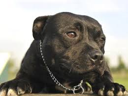 Little Black Staffy In 2020 Pitbulls Pitbull Terrier Staffordshire Bull Terrier