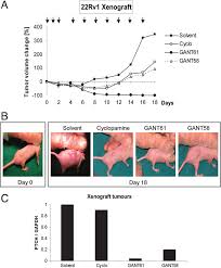 Zoledronic acid (zometa) is a commonly used bisphosphonate for prostate cancer. Human Prostate Cancer Xenograft A Change Of Tumor Volume During Download Scientific Diagram