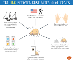 If You Ve Got Allergies Or Asthma Or Live With Someone Who Does Dust Mites Can Be A Huge Trigger Find Out How A High Qua Allergies Asthma Allergy Asthma