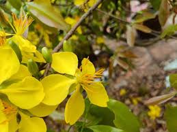 Image result for Ochna inermis
