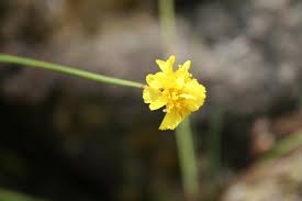 Image result for Xyris congensis