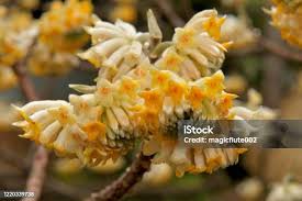 Image result for Gnidia chrysantha