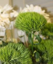The Green Trick Dianthus Flower Guide Green Flowers Carnations