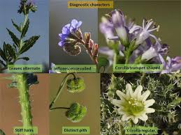 Image result for Trichodesma physaloides