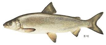 Lake Whitefish Wikipedia