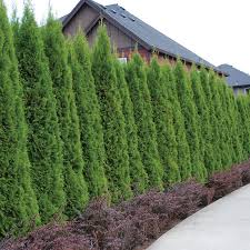 The nature plants privacy screen/wall/barrier. Emerald Green Arborvitae Greatgardenplants Com