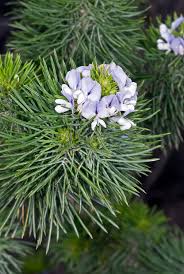 Image result for Psoralea